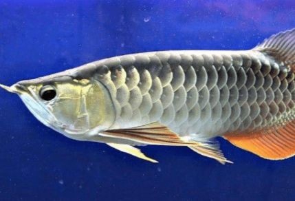 金龍魚一天喂多少，金龍魚冬季喂食頻率調整,成年金龍魚飼料多樣化喂養技巧