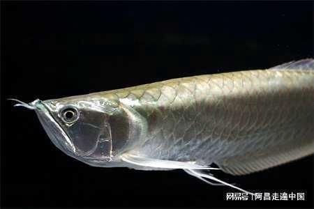 龍魚味道怎么樣（龍魚營養價值介紹如何挑選新鮮龍魚烹飪技巧分享）