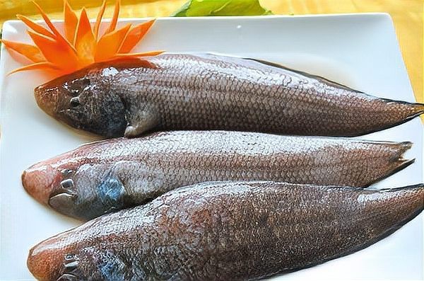 龍利魚和巴沙魚的價格差異大嗎？ 龍利魚和巴沙魚的價格差異大嗎？ 龍魚論壇 第11張