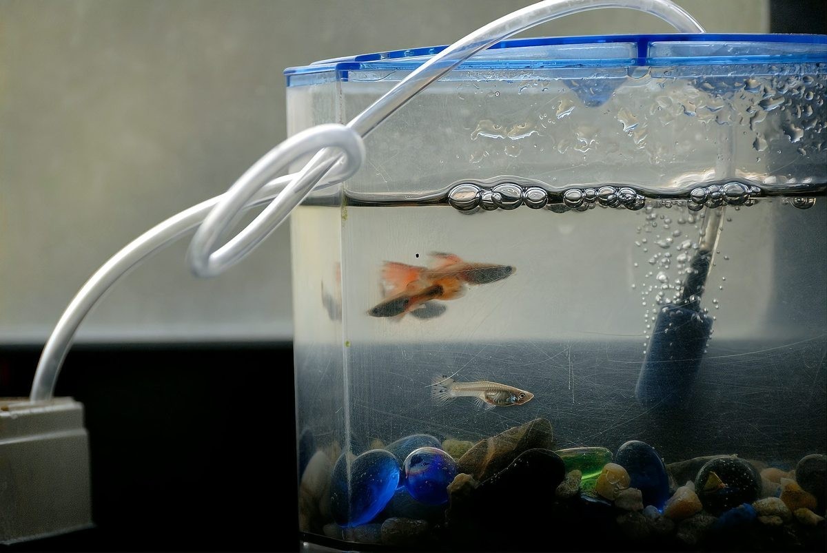 紅龍魚最佳配魚數量是多少