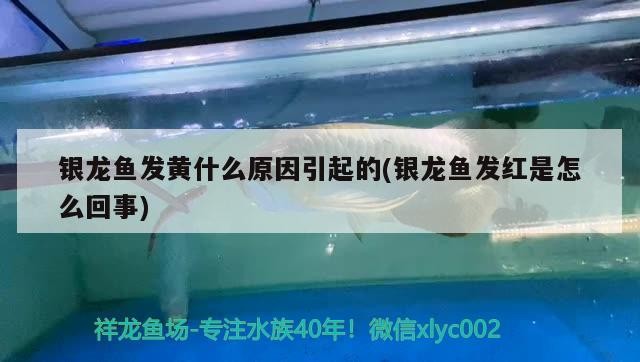 銀龍魚發黃什么原因引起的(銀龍魚發紅是怎么回事)