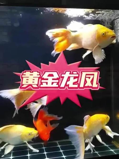 龍鳳錦鯉能和龍魚混養(yǎng)嗎圖片大全