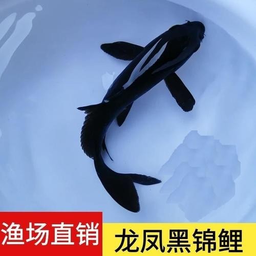 龍鳳錦鯉能和龍魚混養(yǎng)嗎圖片大全
