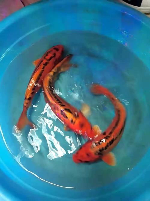 龍鳳錦鯉能和龍魚混養(yǎng)嗎圖片大全