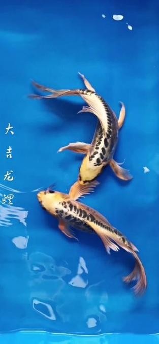 龍鳳錦鯉能和龍魚混養(yǎng)嗎圖片大全
