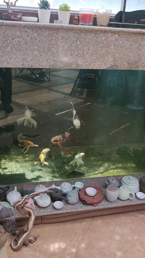 龍鳳錦鯉能和龍魚混養嗎圖片大全