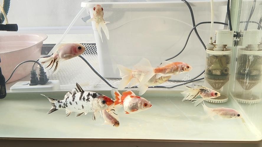 龍鳳錦鯉能和龍魚混養(yǎng)嗎圖片大全