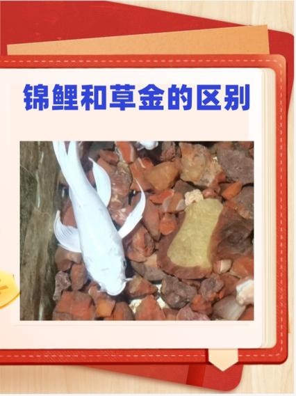 龍鳳錦鯉能和龍魚混養(yǎng)嗎圖片大全