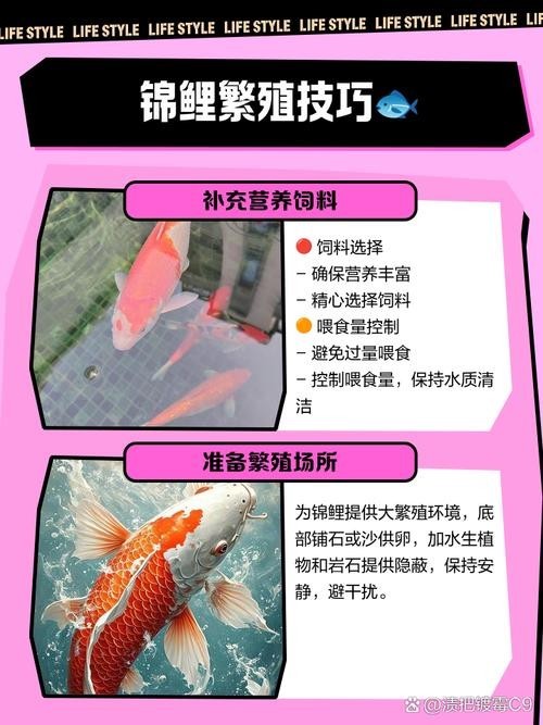 龍鳳錦鯉能和龍魚混養(yǎng)嗎圖片大全