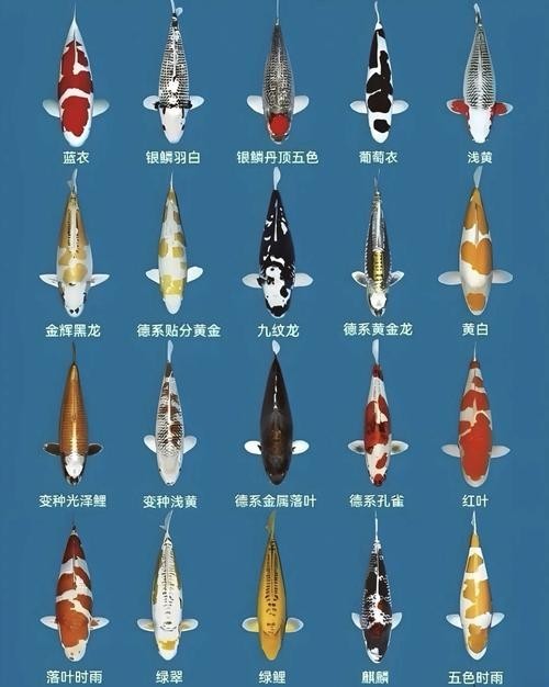 龍鳳錦鯉能和龍魚混養(yǎng)嗎圖片大全