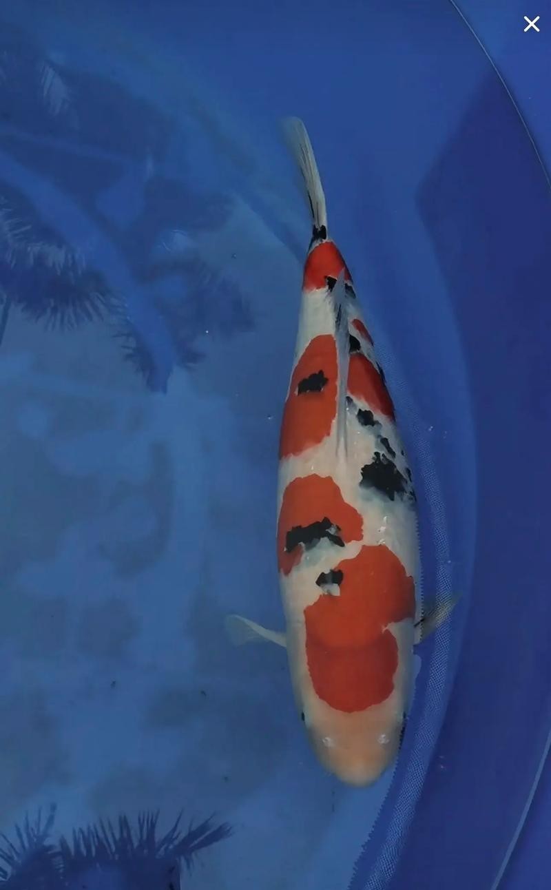 龍鳳錦鯉能和龍魚混養(yǎng)嗎圖片大全