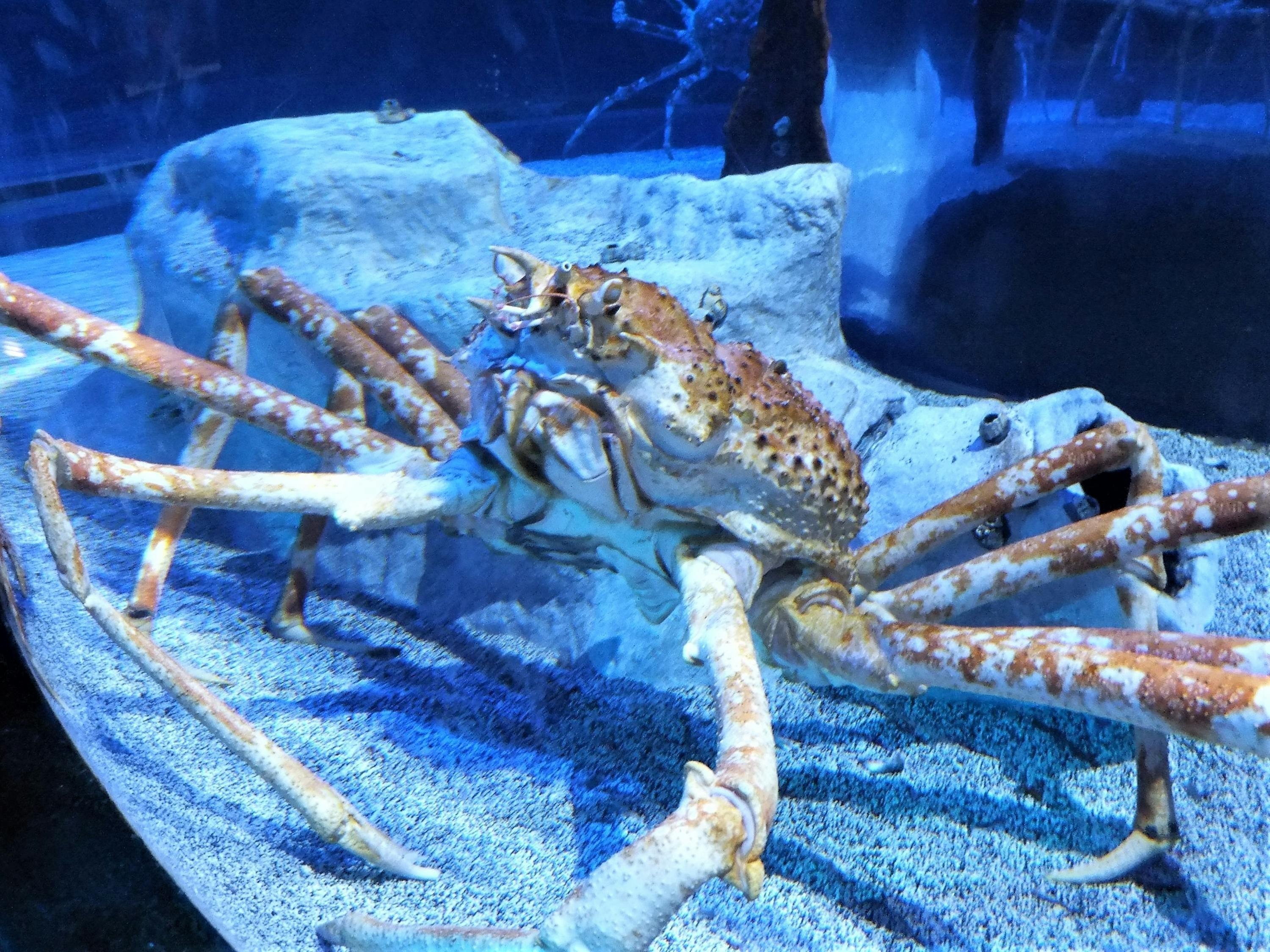 洪澤區高良澗水族鮮海鮮館（洪澤區高良澗水族鮮海鮮館地址）