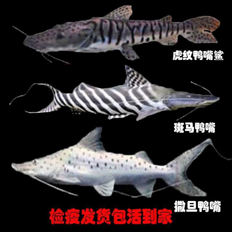 虎斑鴨嘴鯊魚好養嗎