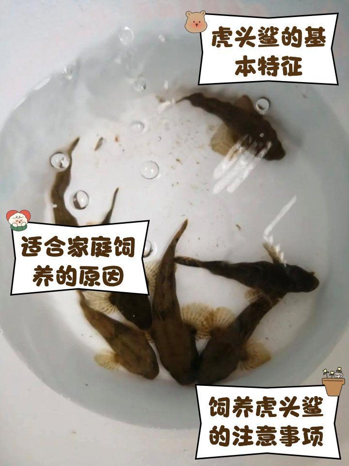 虎斑鴨嘴鯊魚好養嗎