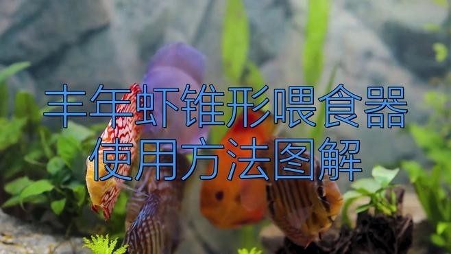 如何設置觀賞蝦的喂食器？
