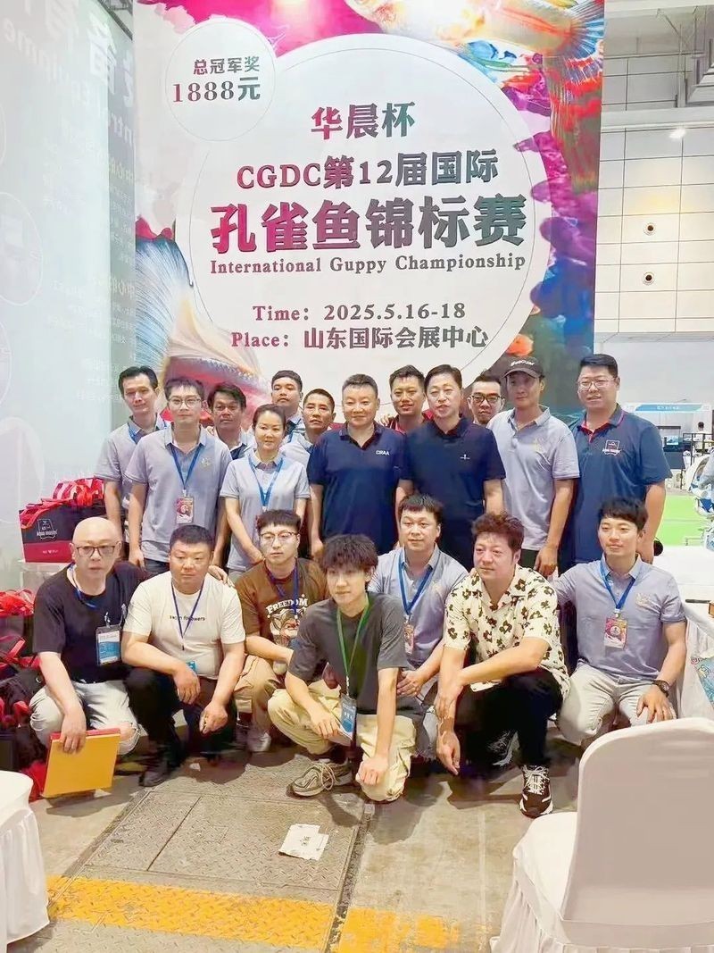 孔雀魚比賽