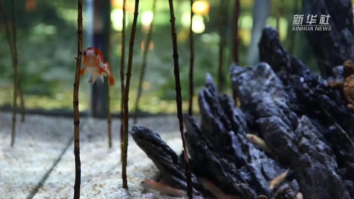 孔雀魚比賽