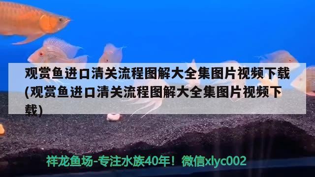 銀龍魚掉須子,還能長上嗎（銀龍魚身上掉了幾個鱗片沒事吧）