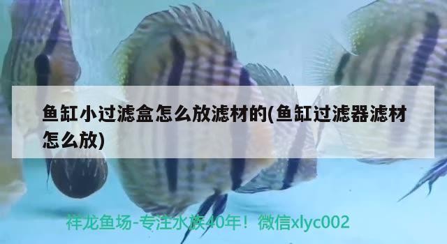 銀龍魚三年能長多大（銀龍魚可以長多大多長）