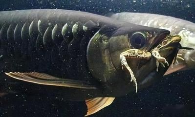 其他魚是否敢吃龍魚的尸體（其他魚是否會吃龍魚的尸體？）