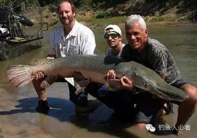 其他魚是否敢吃龍魚的尸體（其他魚是否會吃龍魚的尸體？）