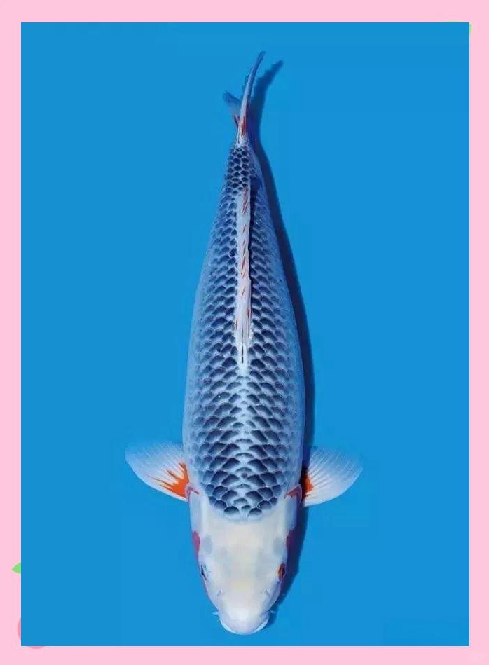 錦鯉蒙眼病能自愈嗎