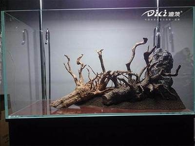 水草魚缸造景教程（水草魚缸造景教程，輕松打造出美麗的水草魚缸）