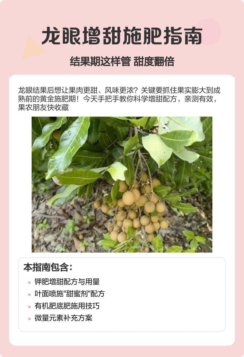 龍眼膨大期使用什么葉面肥