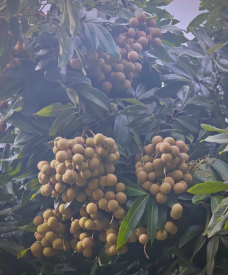 龍眼膨大期使用什么葉面肥