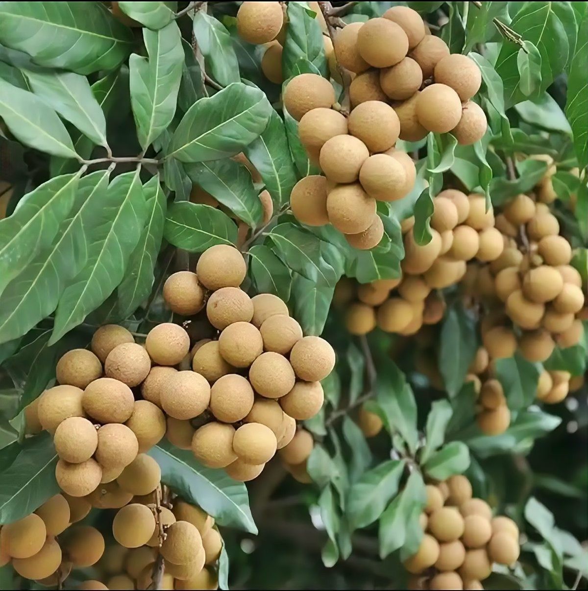 龍眼膨大期使用什么葉面肥