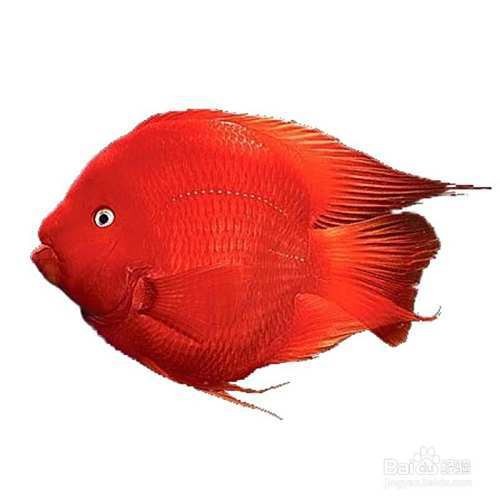紅面財神魚最忌三種東西
