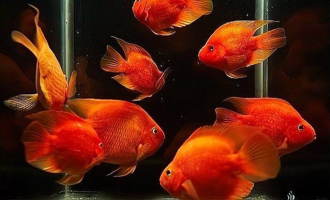 紅面財神魚最忌三種東西