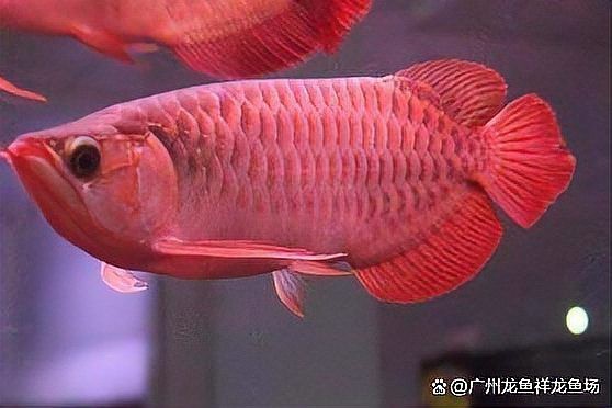 紅龍魚場價格一覽表