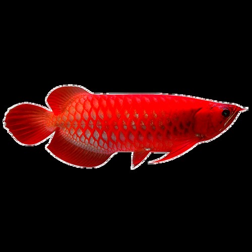 藍(lán)底紅龍魚(yú)圖片