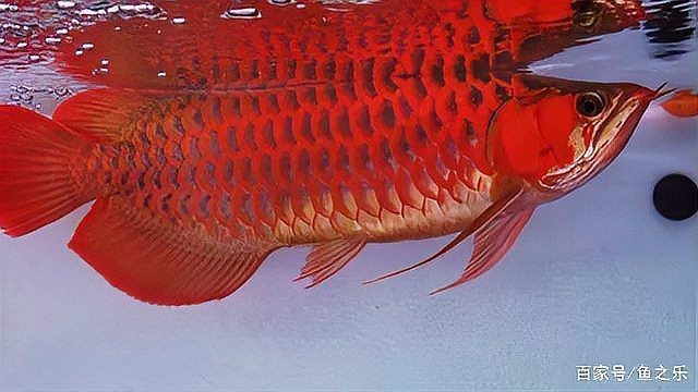藍(lán)底紅龍魚(yú)圖片