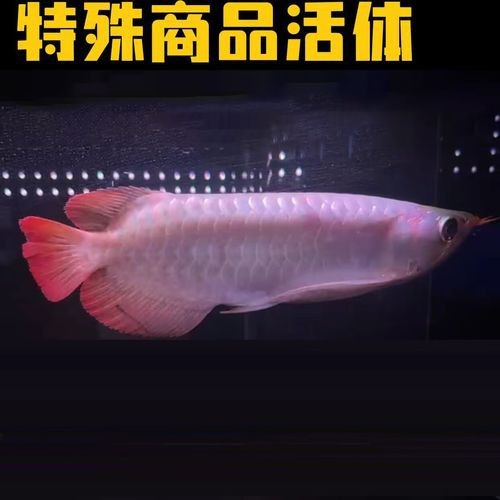 藍(lán)底紅龍魚(yú)圖片
