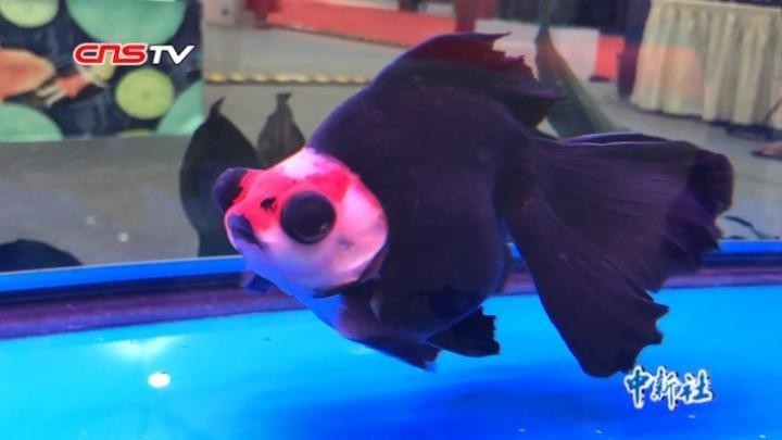 福州飛藝的參賽魚種是什么? 2025長城杯龍魚大賽 第3張 福州飛藝的參賽魚種是什么? 福州飛藝的參賽魚種是什么? 2025長城杯龍魚大賽 第3張
