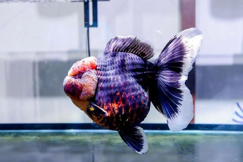 福州飛藝的參賽魚種是什么? 2025長城杯龍魚大賽 第2張 福州飛藝的參賽魚種是什么? 福州飛藝的參賽魚種是什么? 2025長城杯龍魚大賽 第2張