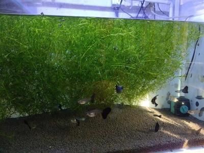 夢(mèng)魚(yú)缸魚(yú)死了一條被吃了：夢(mèng)見(jiàn)魚(yú)缸里的魚(yú)死了一條被吃了詳情