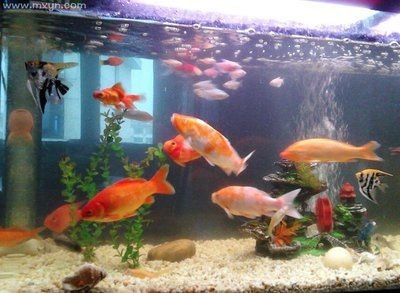 夢(mèng)魚(yú)缸魚(yú)死了一條被吃了：夢(mèng)見(jiàn)魚(yú)缸里的魚(yú)死了一條被吃了詳情