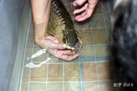 紅麒麟賽級超血紅龍魚苗的成長速度如何？ 紅麒麟賽級超血紅龍魚苗的成長速度如何？ 2025長城杯龍魚大賽 第4張