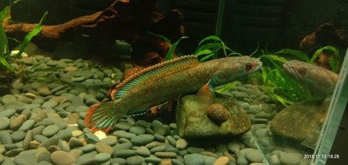 什么雷龍魚好養又好看（幾種好養又好看的雷龍魚品種）