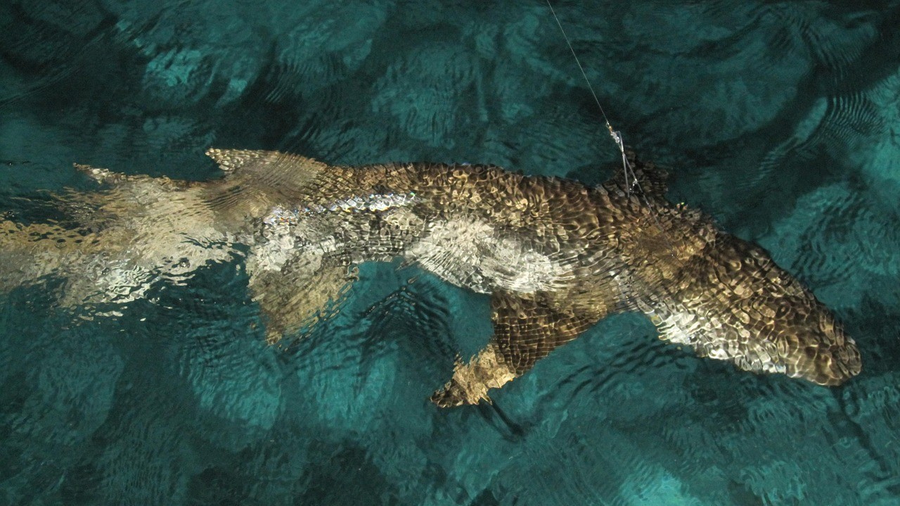 鯊魚昵稱