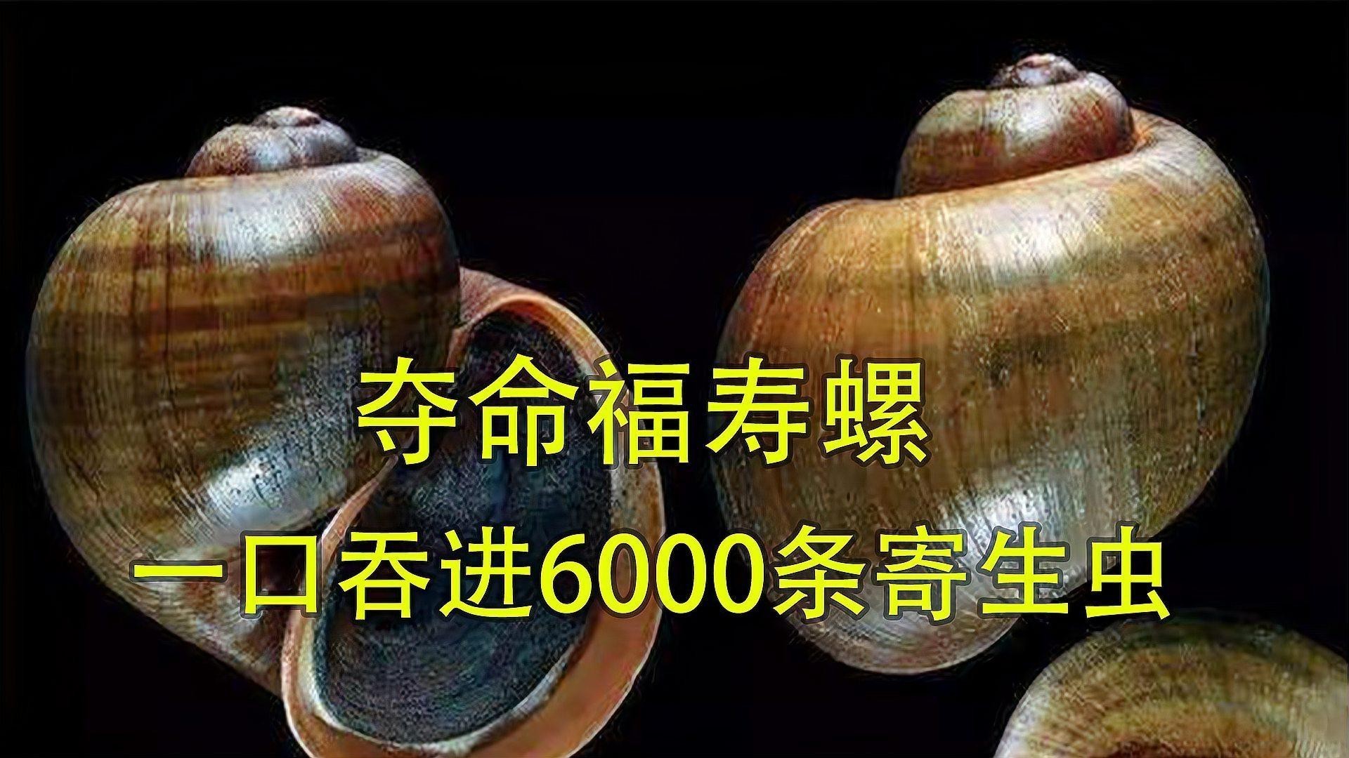 如何安全地使用化學藥物預防寄生蟲？
