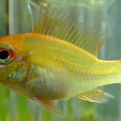 荷蘭鳳凰魚最佳混養(yǎng)