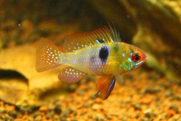 荷蘭鳳凰魚最佳混養(yǎng)