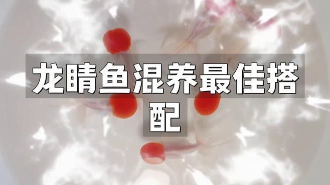 龍睛魚適合與哪些魚混養？