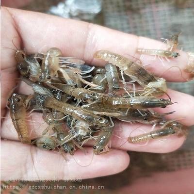 小龍魚苗吃什么食物最好養呢：小龍魚苗吃什么食物最好養