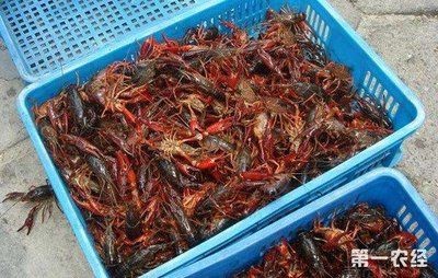 小龍魚苗吃什么食物最好養呢：小龍魚苗吃什么食物最好養