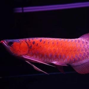 紅龍魚比賽視頻大全